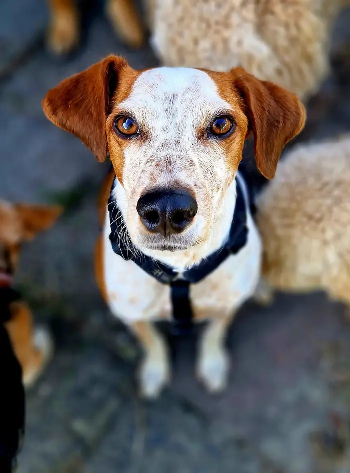 Hond snuffelt tijdens de wandeling