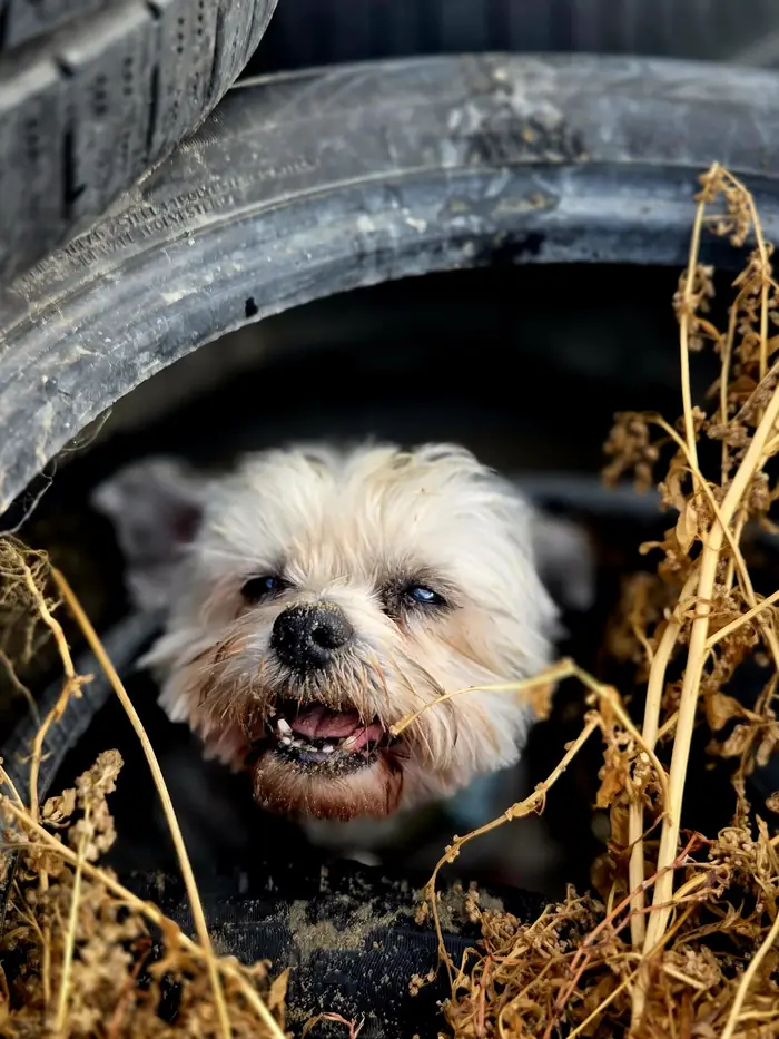 Hond uit de roedel van Nikki