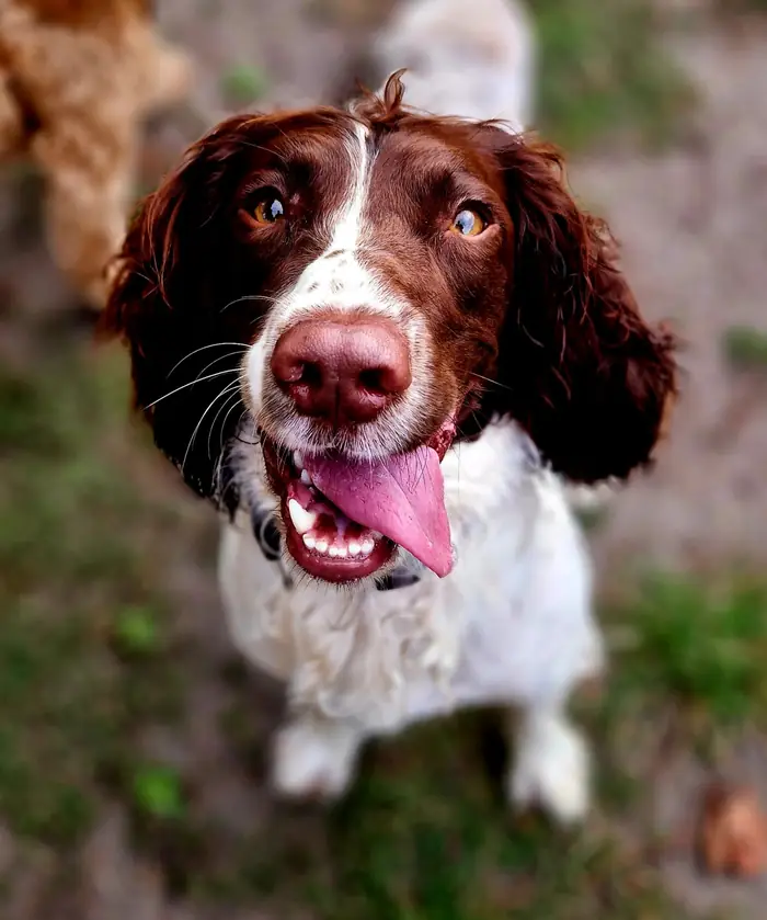 Hond kijkt op tijdens uitlaten