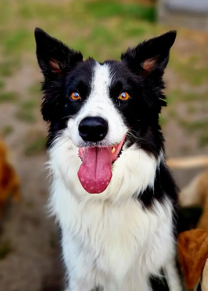 Enthousiaste hond tijdens het spelen