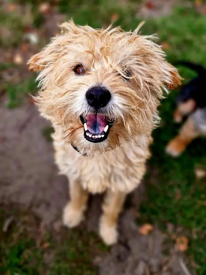 Hond op pad met Hondenuitlaatservice Nikki