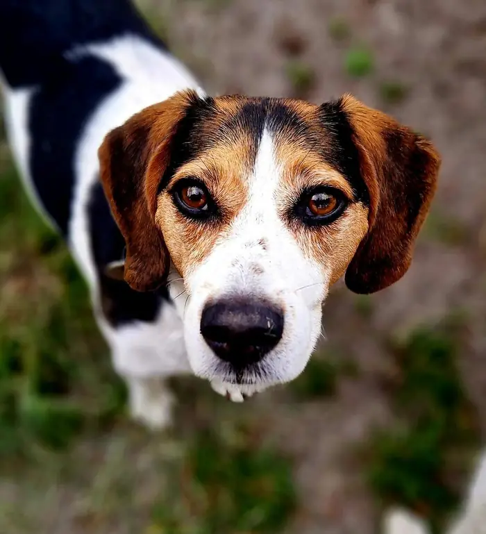 Hond geniet van groepswandeling